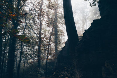 Trees in forest