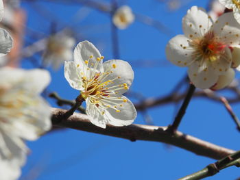 Low angle view of cherry blossom