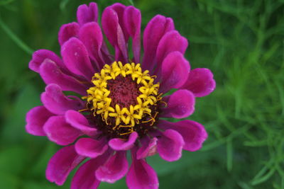 Close-up of pink flower