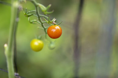 Close-up of tomatoes on plant