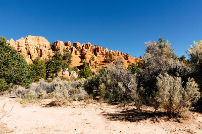 Plants and rocks against clear blue sky