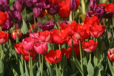 Close-up of red tulips in field