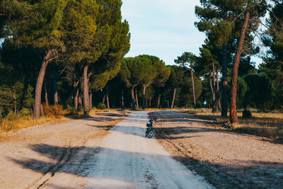 Green bicycle route with pine tree landscape