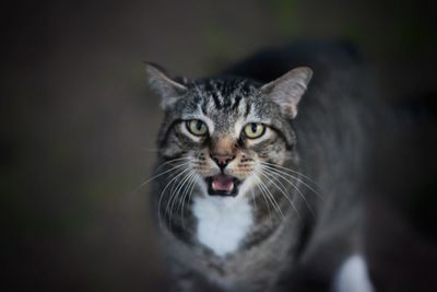 Close-up portrait of tabby cat