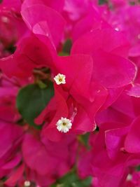 Close-up of pink bougainvillea blooming outdoors