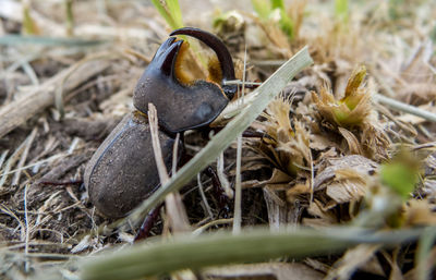 Close-up of a bird on field