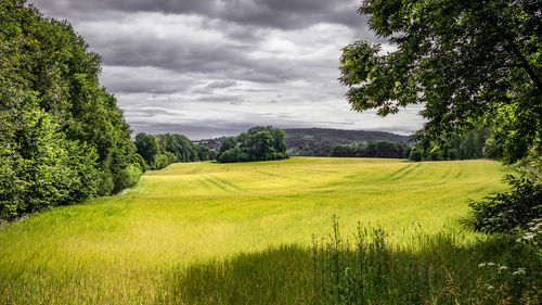 Scenic view of field against sky