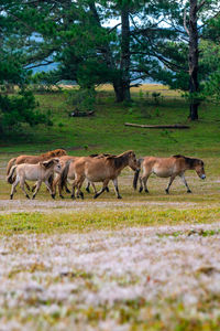 Horse grazing on field