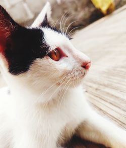 Close-up of cat looking away