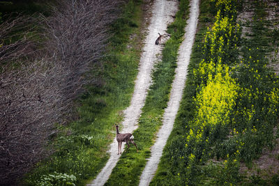 High angle view of road amidst trees