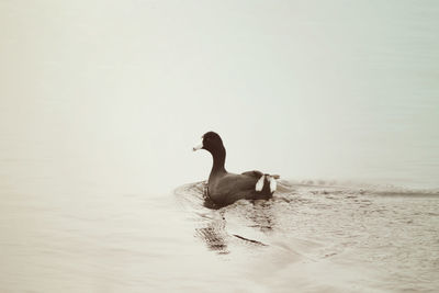 Duck swimming on lake against clear sky