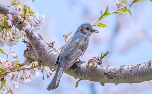 Low angle view of bird perching on tree