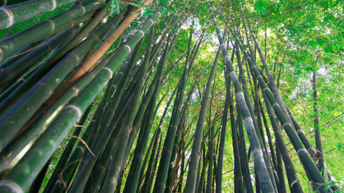 Low angle view of bamboo trees in forest