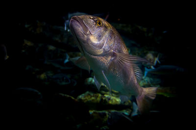 Close-up of fish swimming in aquarium