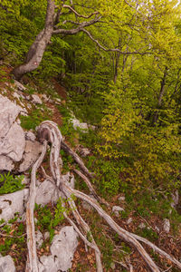 Trees growing in forest