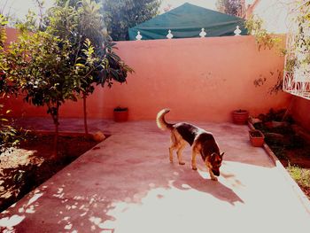 Dog by water on tree