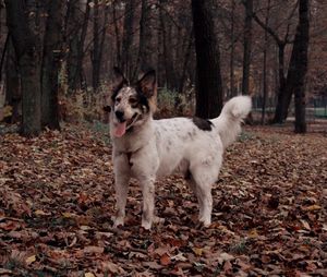 Dog standing on ground in forest