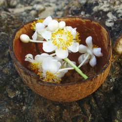 Close-up of flowers in pot