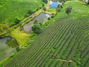 agriculture