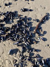 High angle view of crab on beach