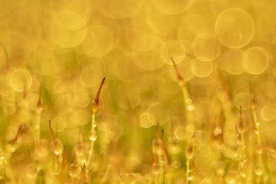 Defocused image of plants on land