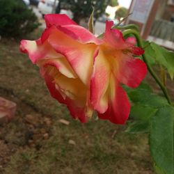 Close-up of pink rose blooming outdoors