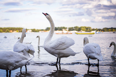 Swans on lake against sky