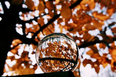 Low angle view of crystal ball on tree