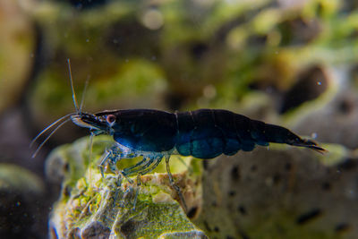 Close-up of insect on rock