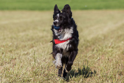 Dog running on field