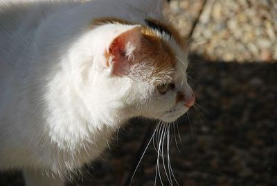 Close-up of cat looking away