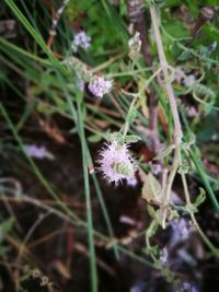 Close-up of dandelion flower