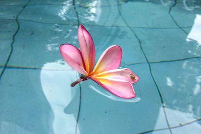 Close-up of pink orchid