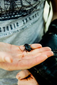 Close-up of hand holding insect