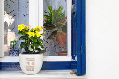Potted plant on window of building