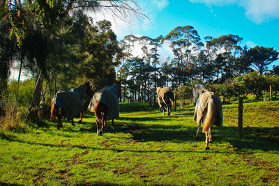 Horses grazing on grassy field