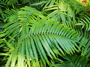 High angle view of fern leaves