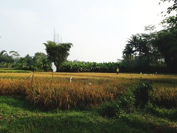 Scenic view of grassy field against sky