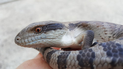 Close-up of snake