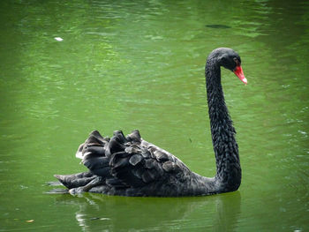 Swan swimming in lake