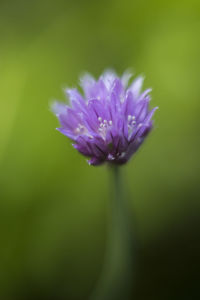 Close-up of purple flowers blooming outdoors