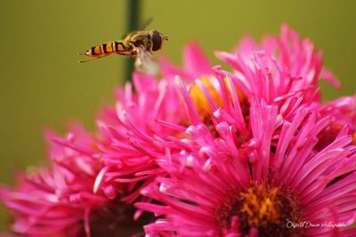 Close-up of bee on pink flower