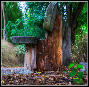 Tree trunk in forest