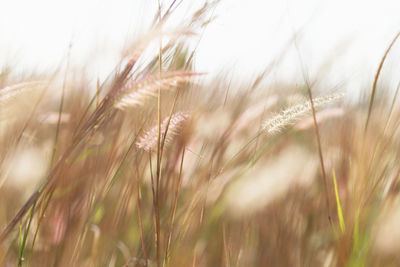 Close-up of stalks in field