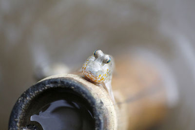 Close-up of fish head. 