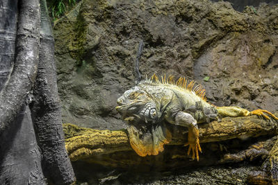 Close-up of iguana on rock in cave