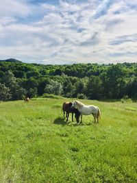 Horses in a field