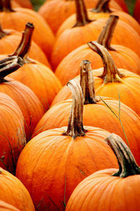 Close-up of pumpkins for sale at market stall