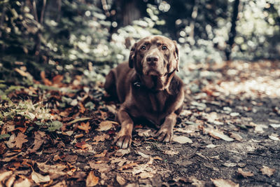 Portrait of a dog