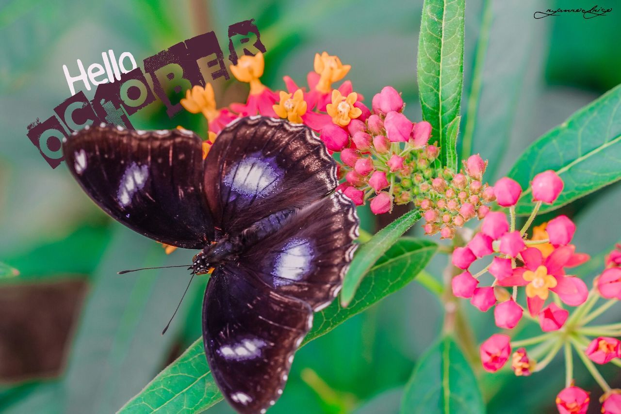 flower, insect, one animal, close-up, animal themes, focus on foreground, freshness, animals in the wild, fragility, wildlife, growth, plant, beauty in nature, nature, pink color, petal, pollination, butterfly - insect, leaf, day